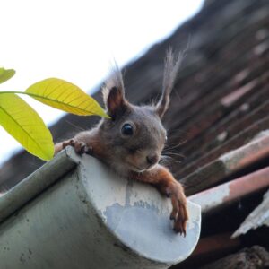 a squirrel sitting in a gutter that has paint peeling