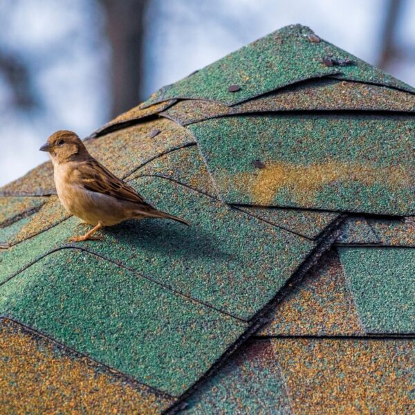 Bird on a roof 