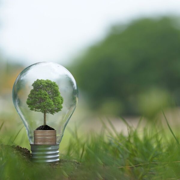 tree inside a light bulb 