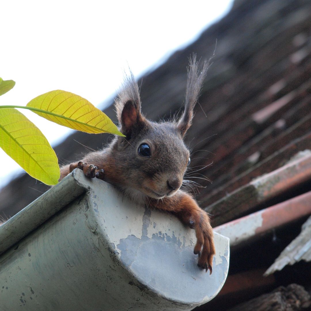 squirrel peaking over a guttter