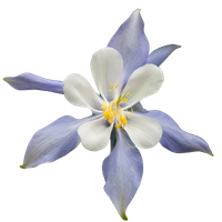 columbine